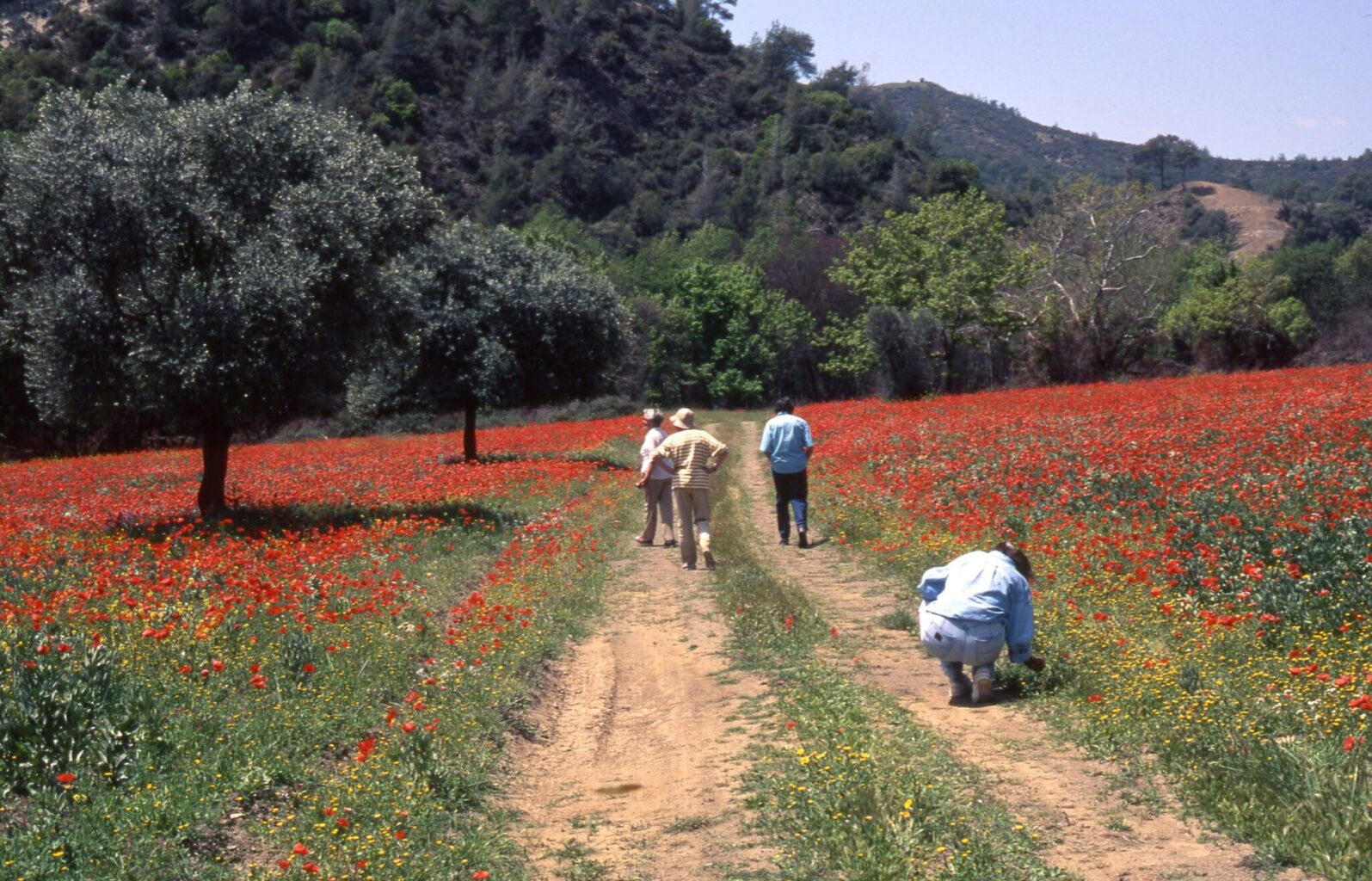 Cyprus Flower Power (November - May)