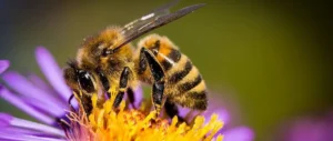 Antelia bee park
