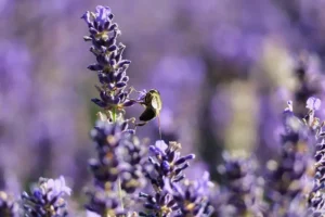 Discover herbs flowers