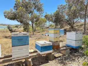 Modern outdoor beehives at antelia bee park